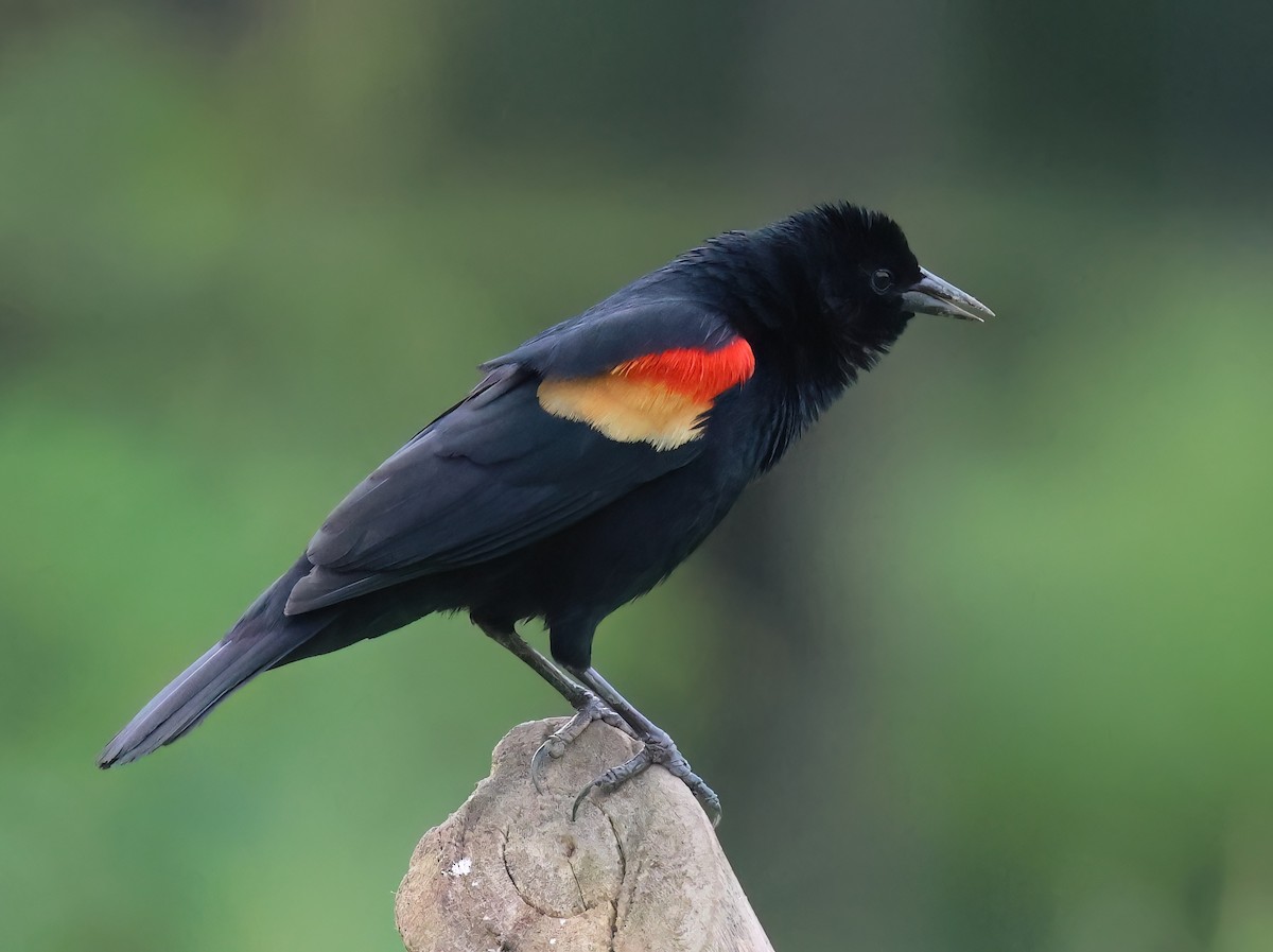 Red-winged Blackbird - Sally Veach