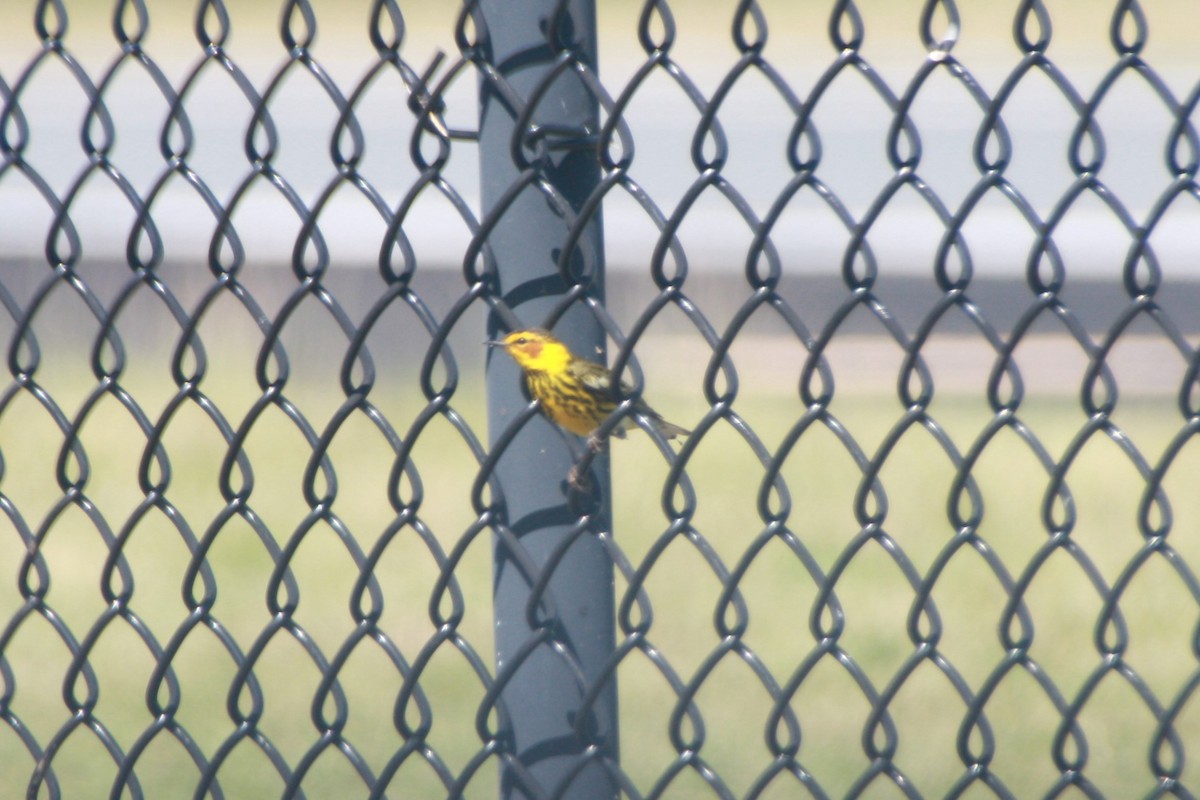 Cape May Warbler - ML618522484