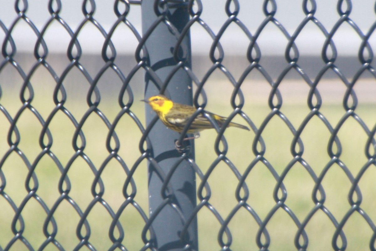Cape May Warbler - ML618522485