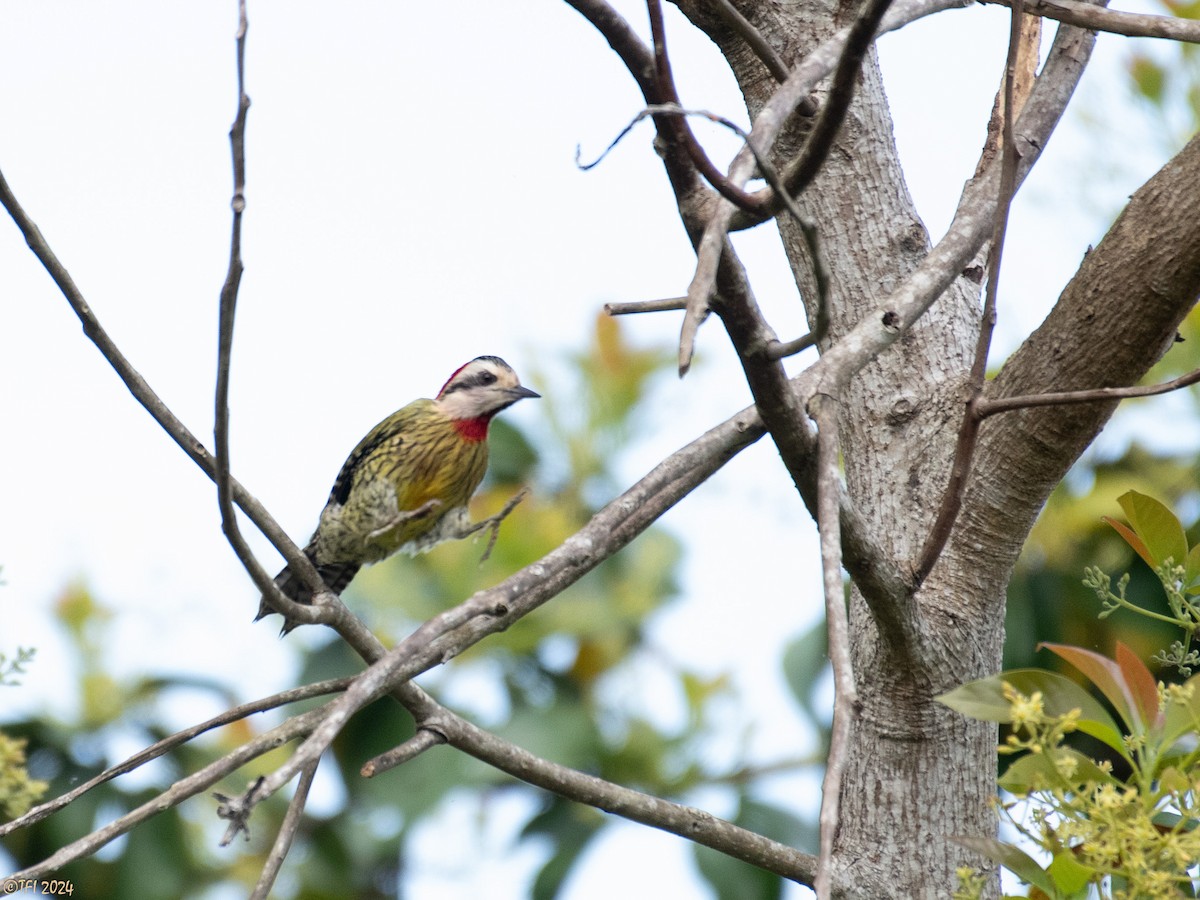 Cuban Green Woodpecker - ML618522501
