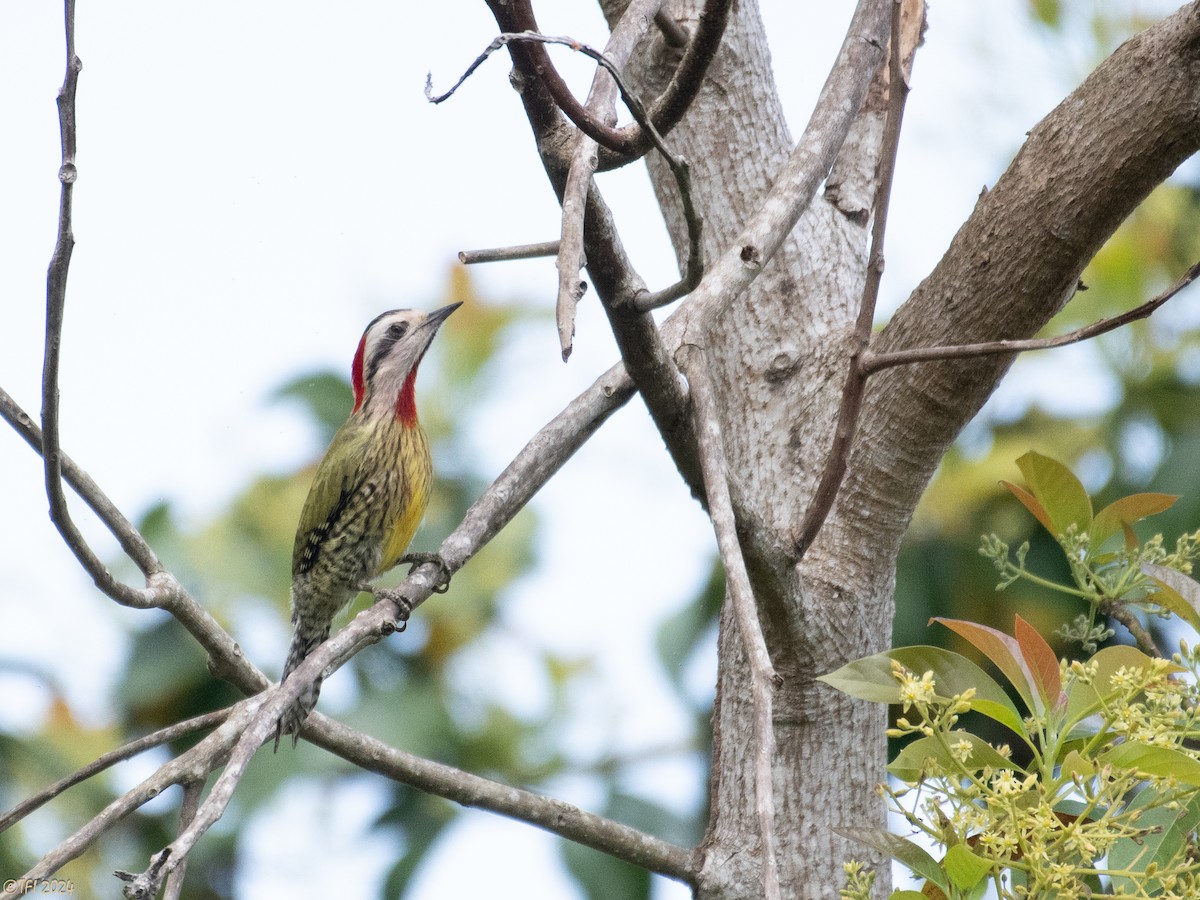 Cuban Green Woodpecker - ML618522504