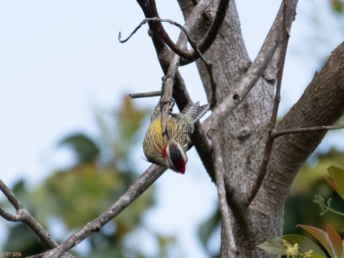 Cuban Green Woodpecker - T I