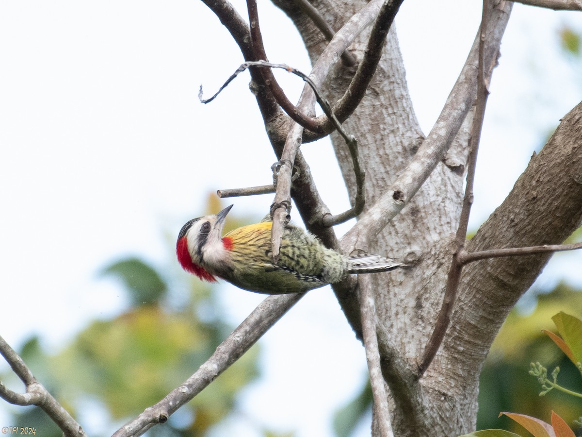 Cuban Green Woodpecker - ML618522513