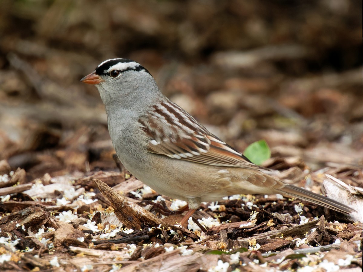 White-crowned Sparrow - ML618522514