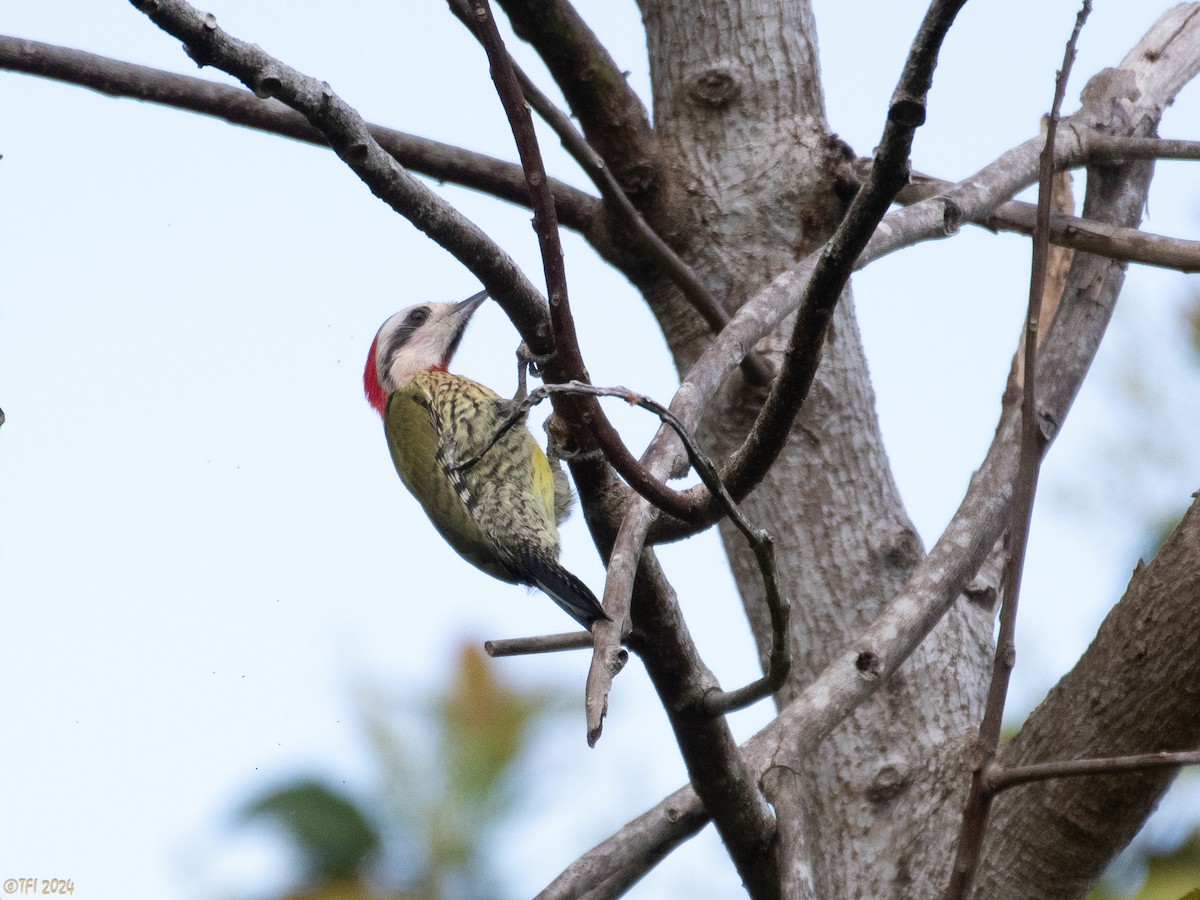Cuban Green Woodpecker - ML618522523