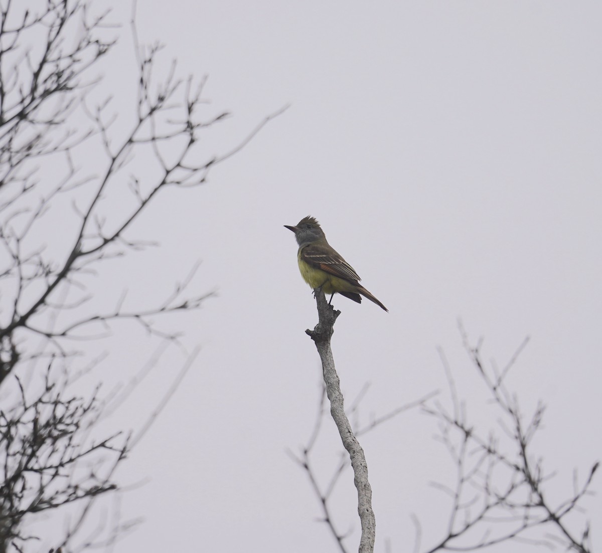 Great Crested Flycatcher - ML618522526
