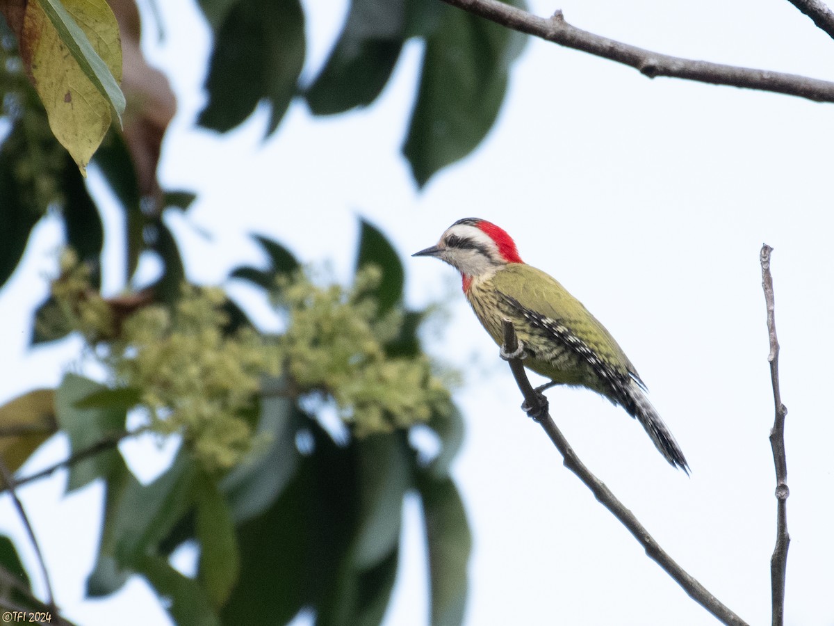 Cuban Green Woodpecker - ML618522539