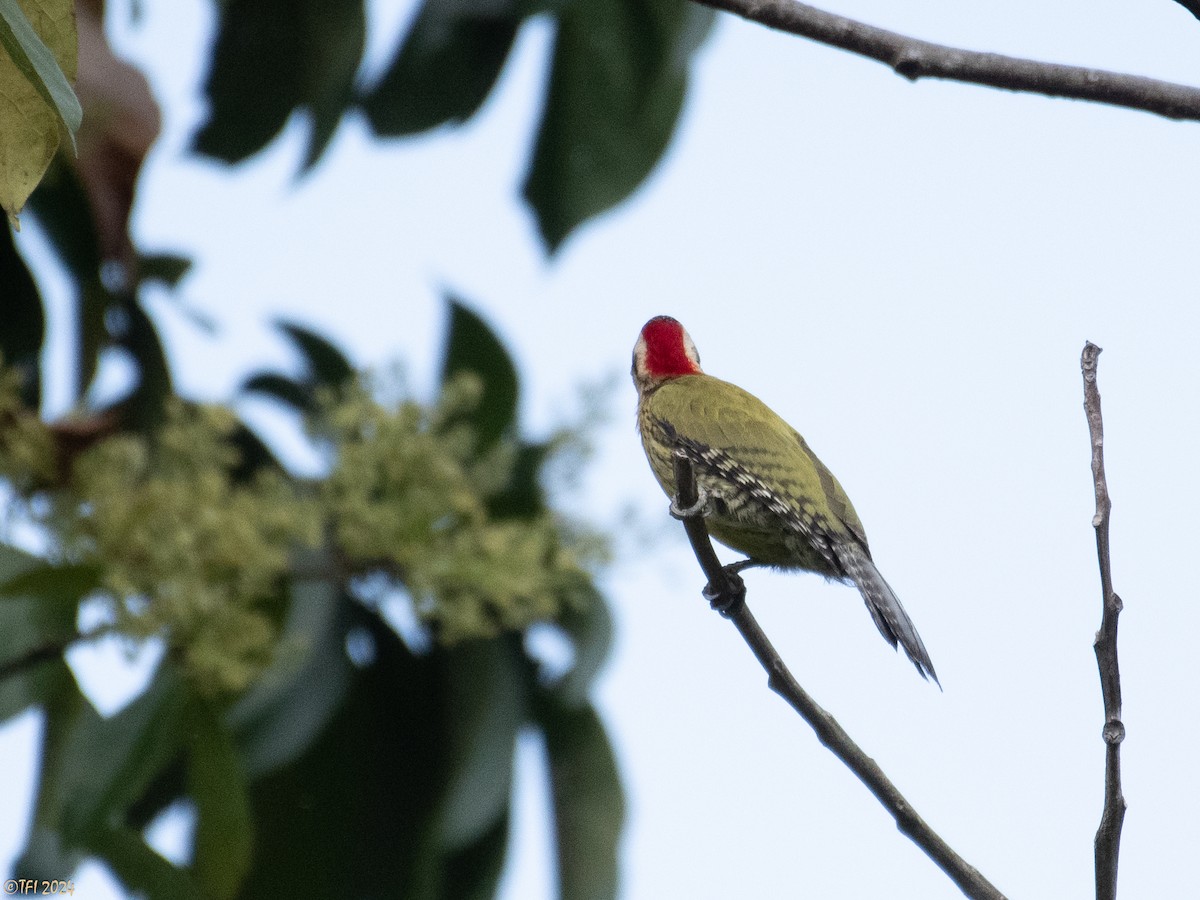 Cuban Green Woodpecker - ML618522543