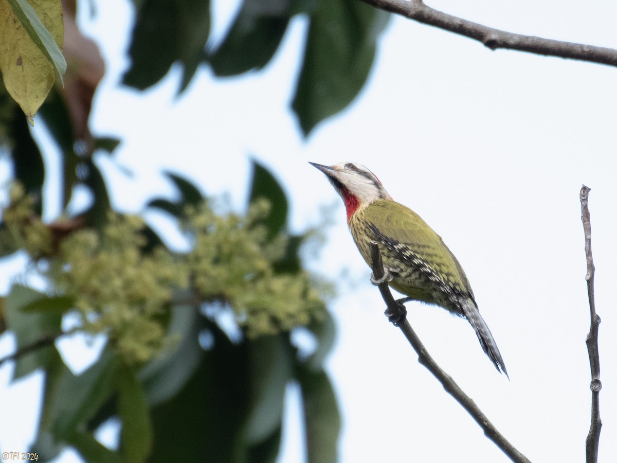 Cuban Green Woodpecker - ML618522545