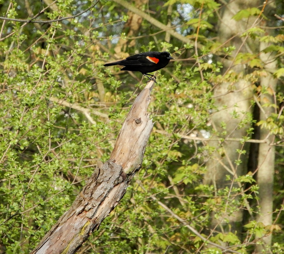 Red-winged Blackbird - ML618522549
