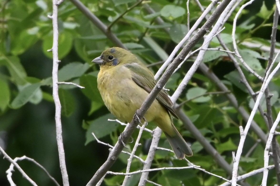 Painted Bunting - ML618522570