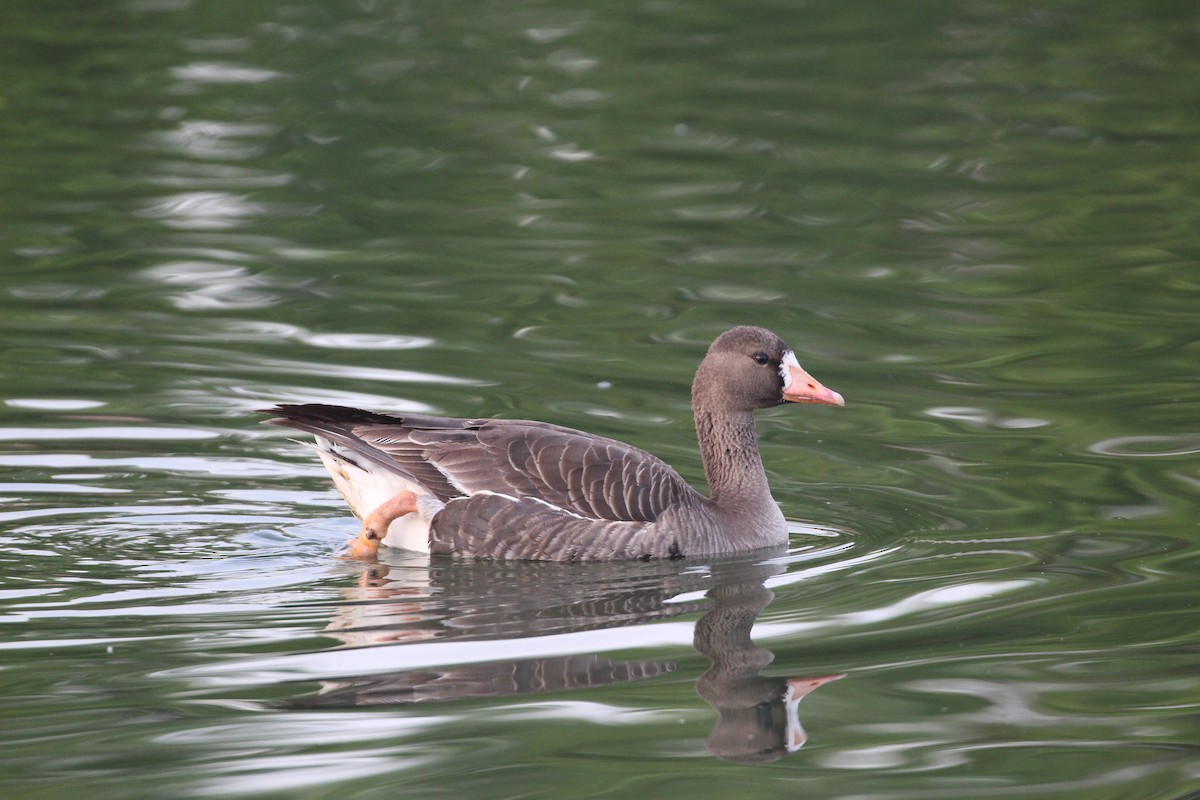 Greater White-fronted Goose - ML618522583