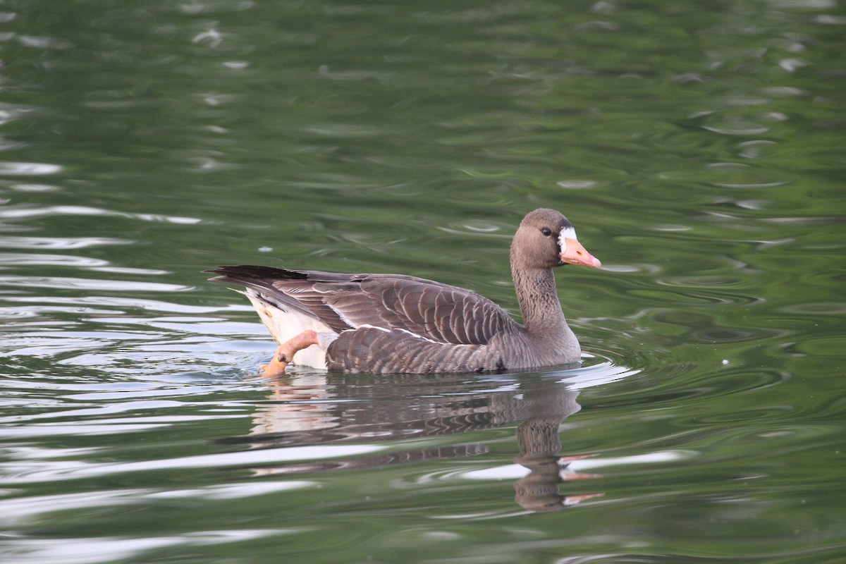 Greater White-fronted Goose - ML618522584