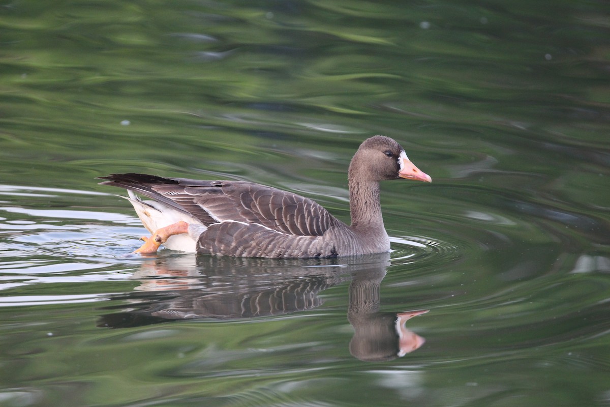 Greater White-fronted Goose - ML618522585
