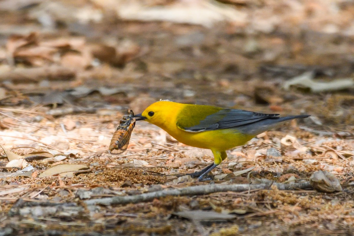 Prothonotary Warbler - ML618522591