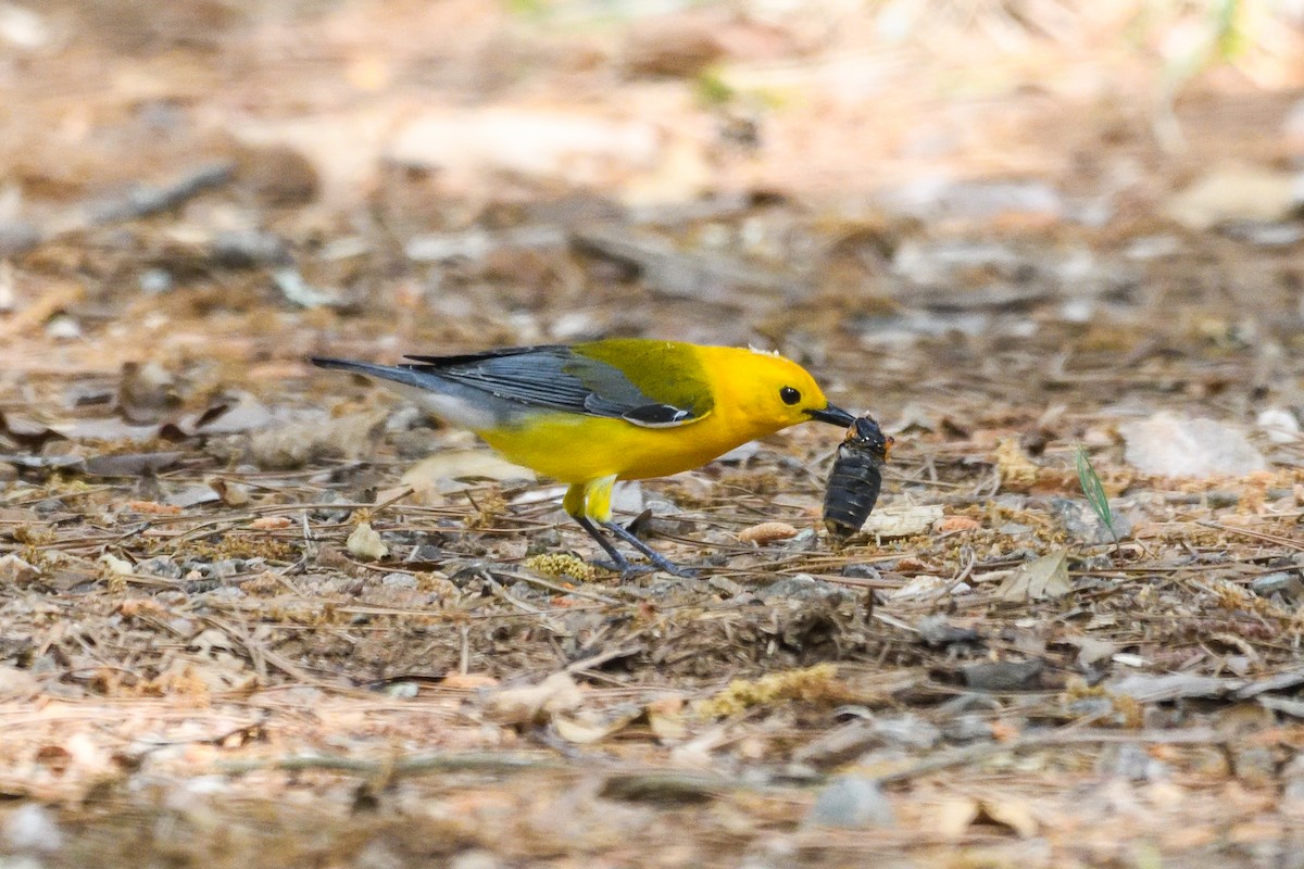 Prothonotary Warbler - ML618522592