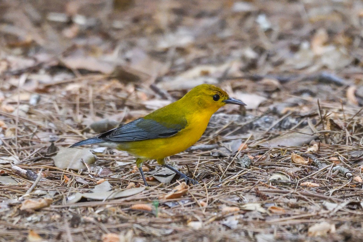 Prothonotary Warbler - ML618522594