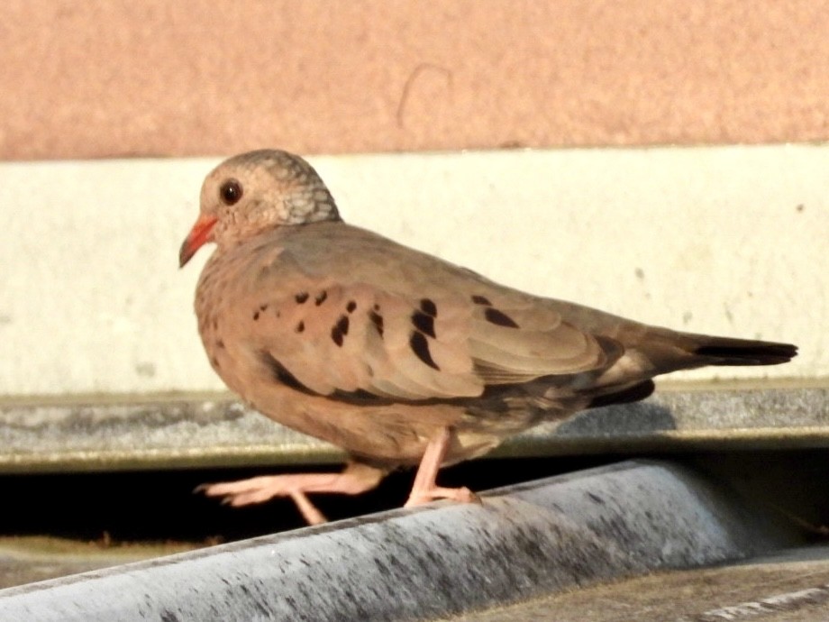 Common Ground Dove - ML618522608