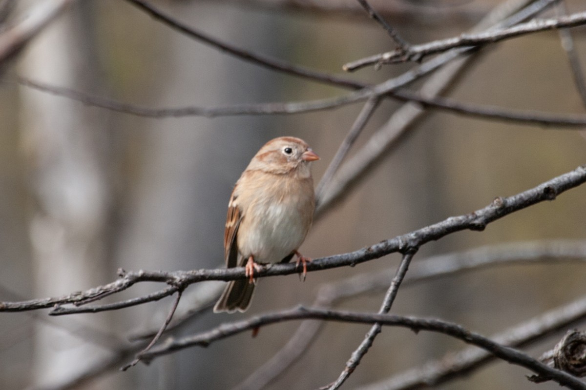 Field Sparrow - ML618522650