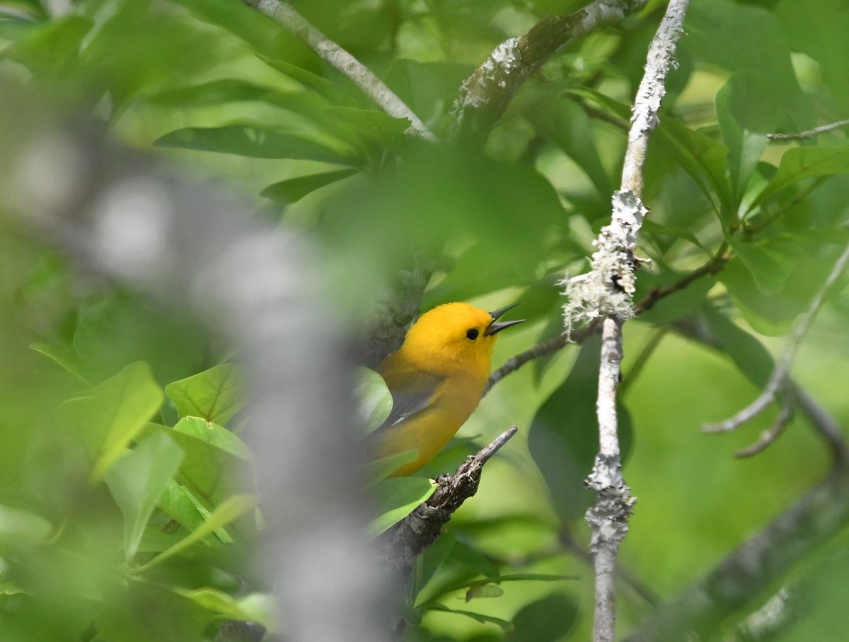 Prothonotary Warbler - ML618522667