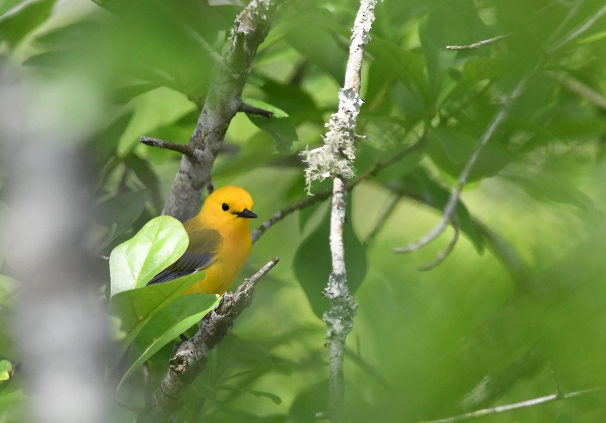 Prothonotary Warbler - ML618522668