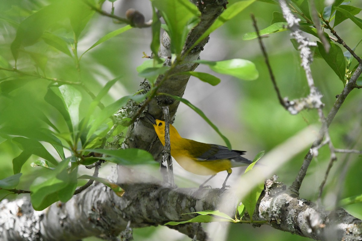 Prothonotary Warbler - ML618522669
