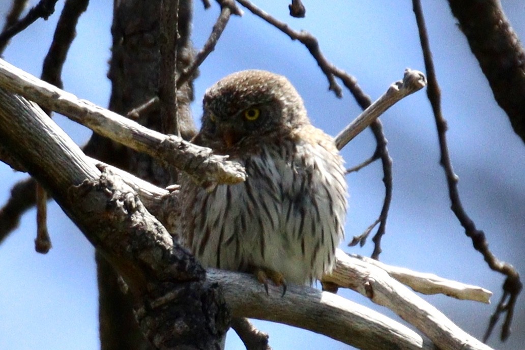 Northern Pygmy-Owl - ML618522771