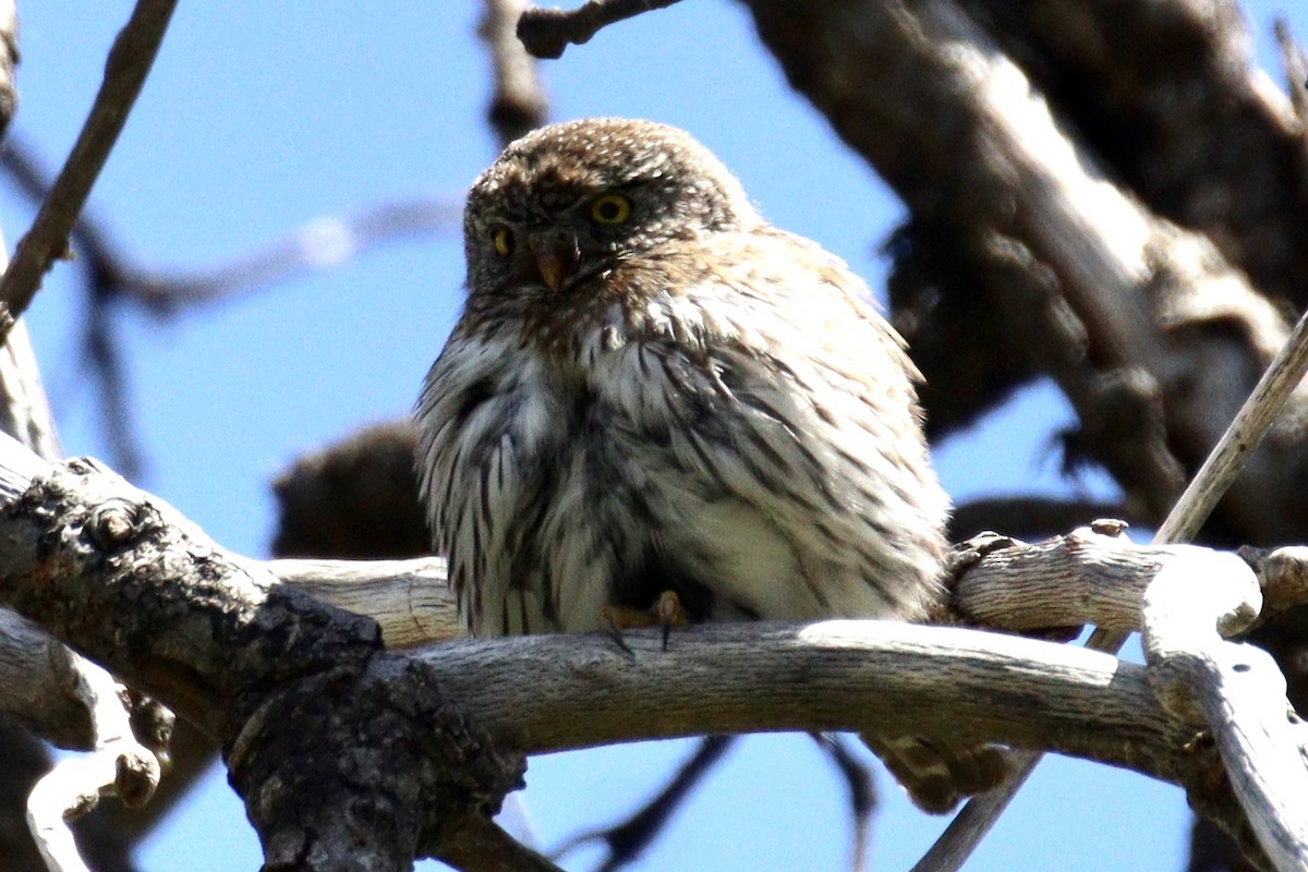 Northern Pygmy-Owl - ML618522772