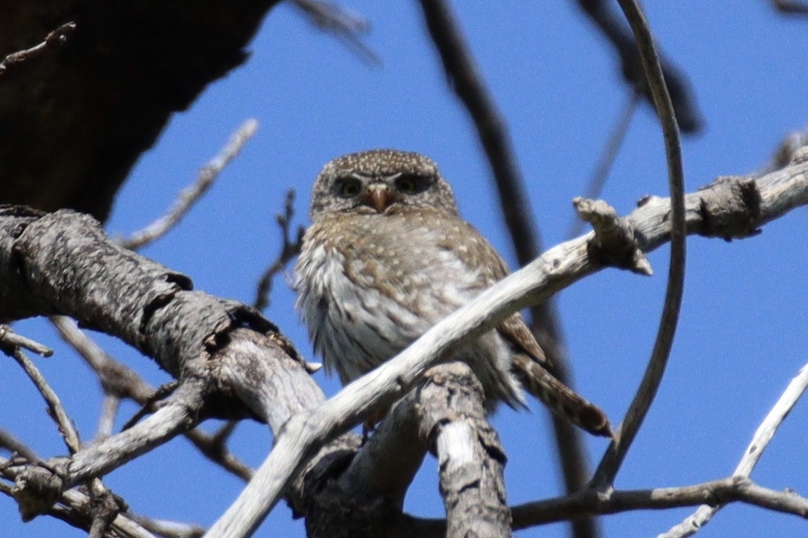 Northern Pygmy-Owl - ML618522773