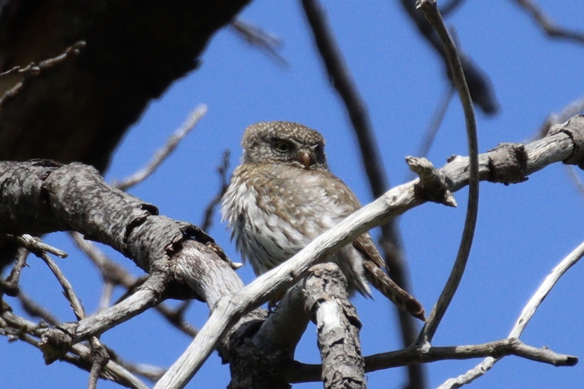 Northern Pygmy-Owl - ML618522774