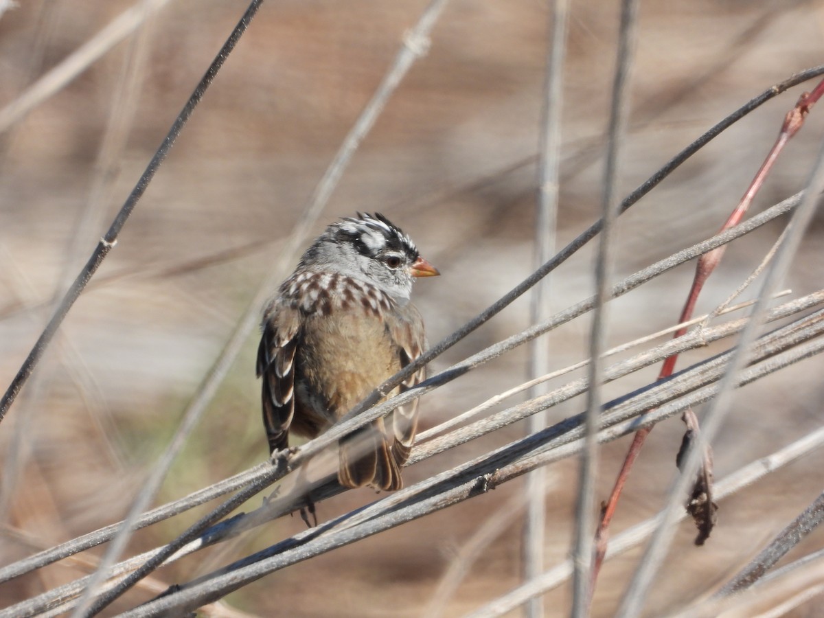 White-crowned Sparrow - ML618522778
