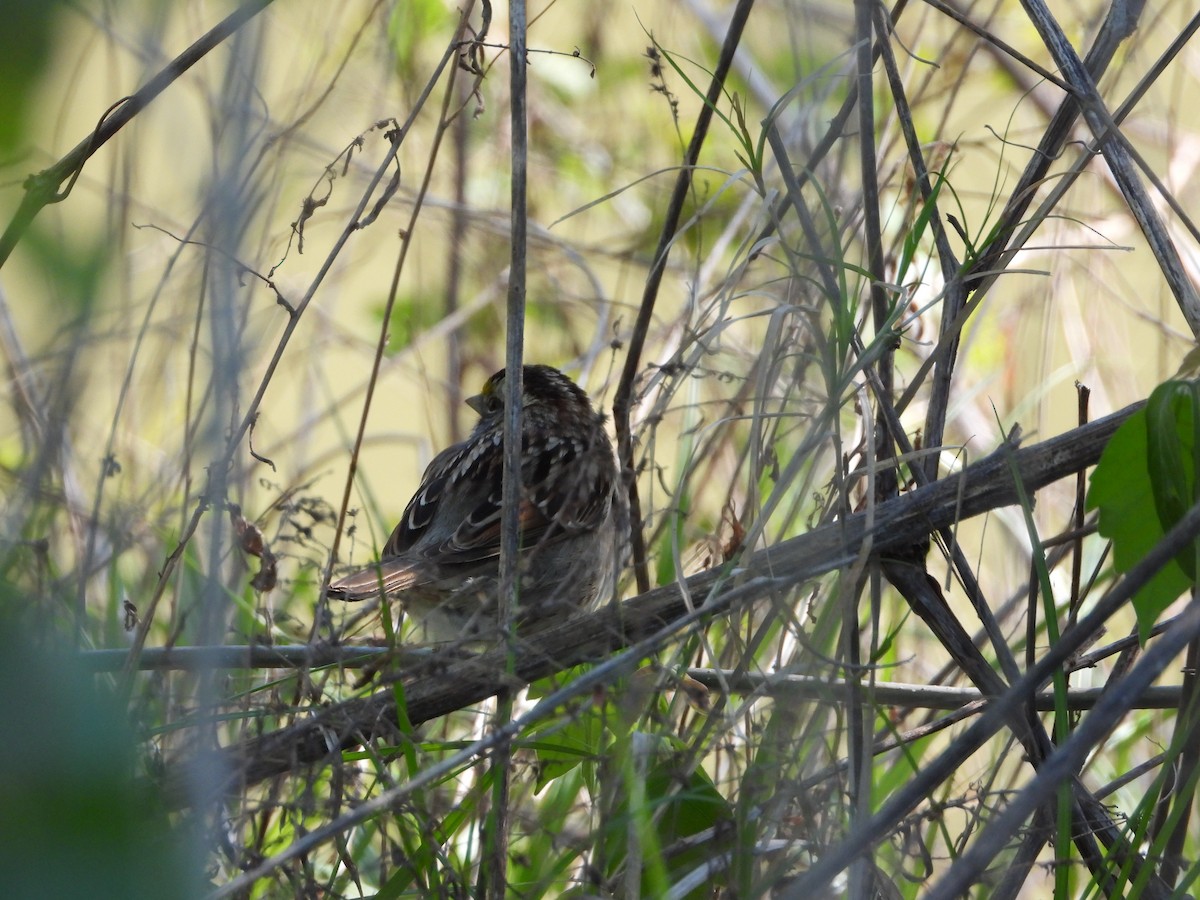 White-throated Sparrow - ML618522783