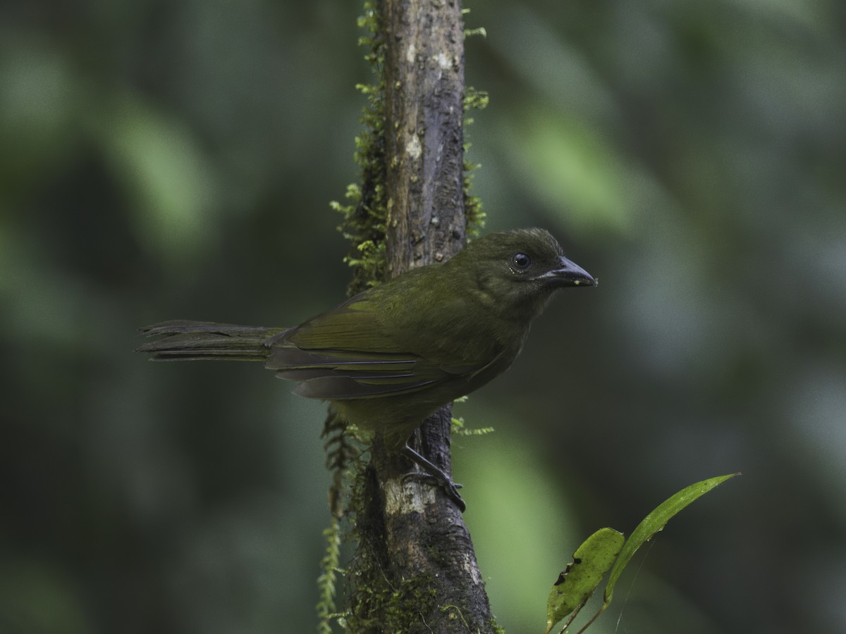 Ochre-breasted Tanager - ML618522798