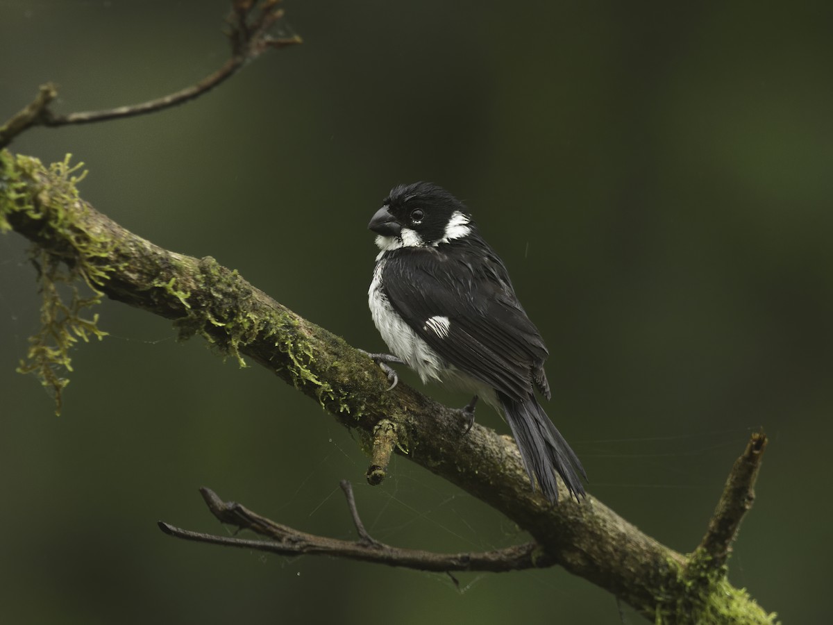 Variable Seedeater - ML618522811
