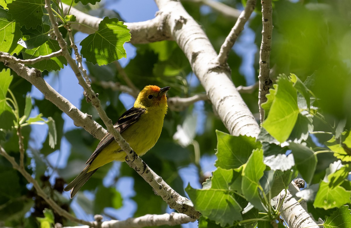 Western Tanager - ML618522830