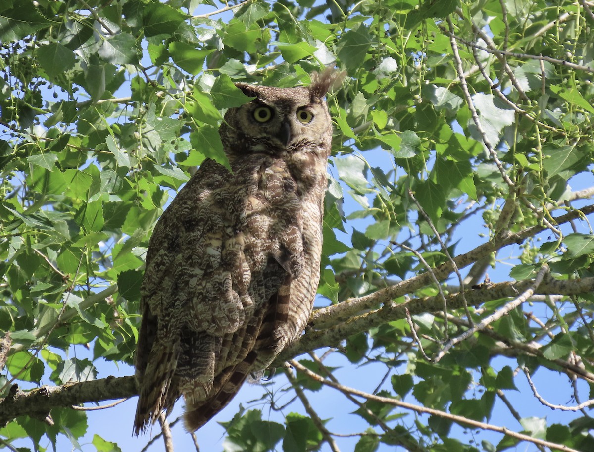 Great Horned Owl - ML618522832