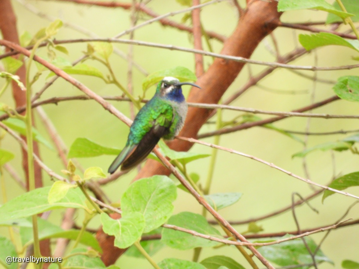 kolibřík azurovoprsý - ML618522847