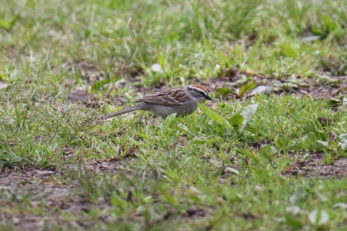 Chipping Sparrow - ML618522865