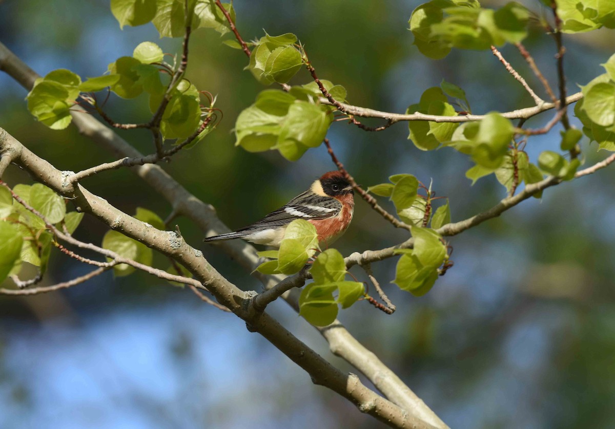 Bay-breasted Warbler - ML618522891