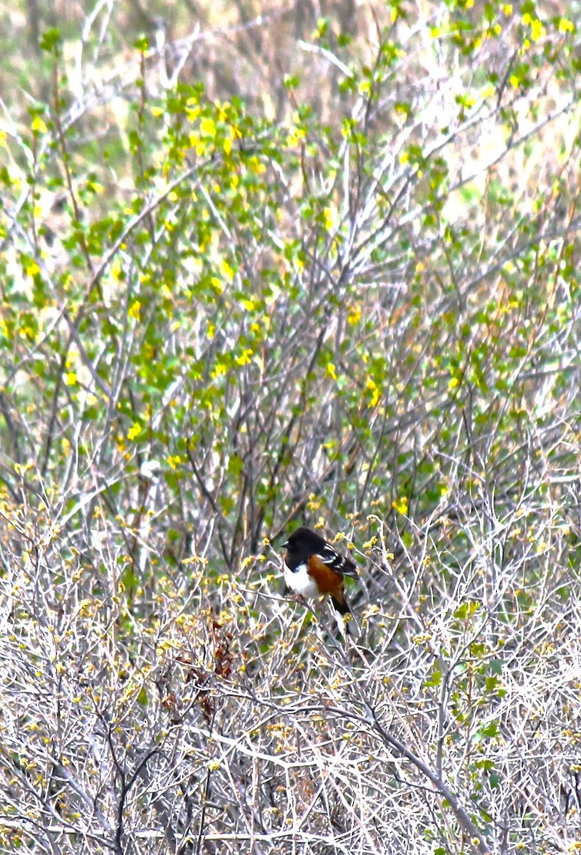 Spotted Towhee - ML618522897