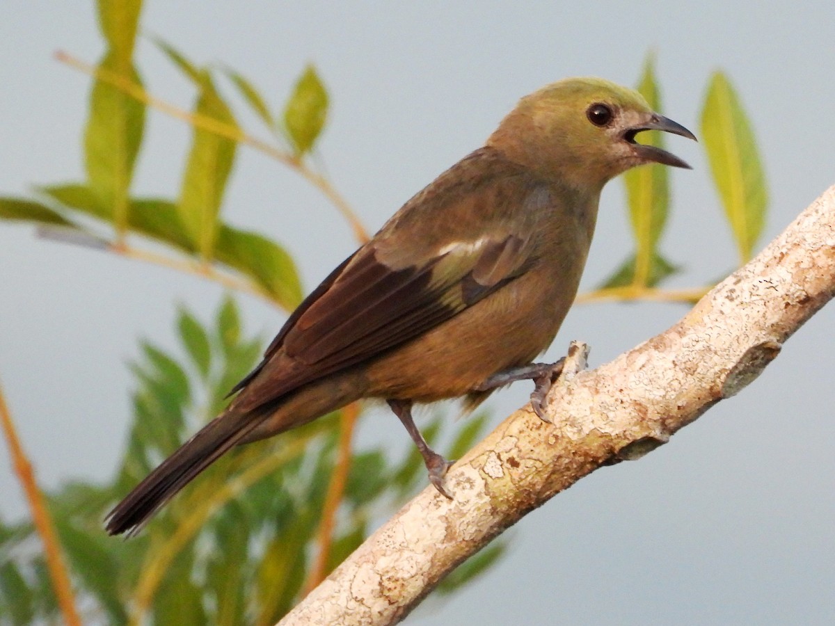 Palm Tanager - ML618522961