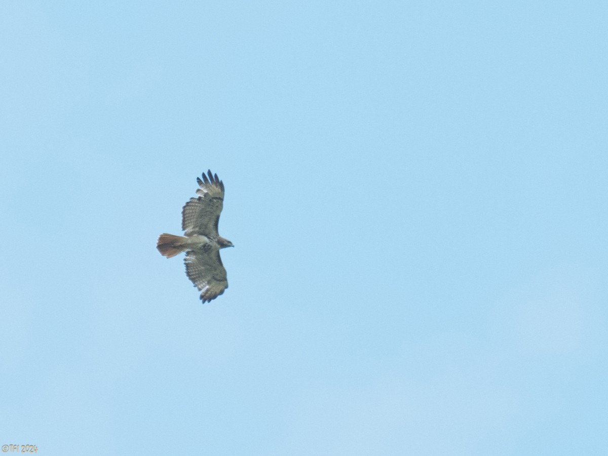 Red-tailed Hawk - ML618522966