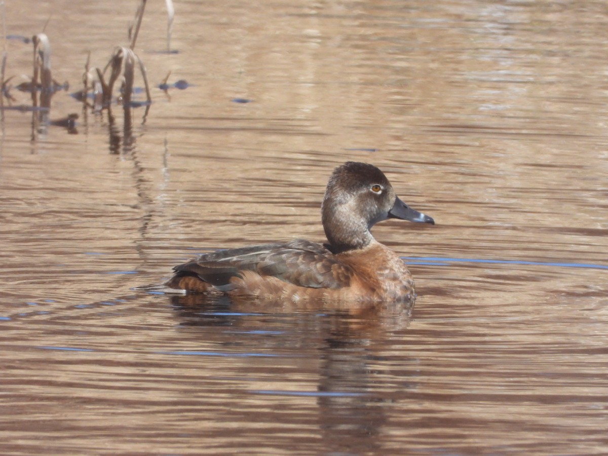 Ring-necked Duck - ML618522987