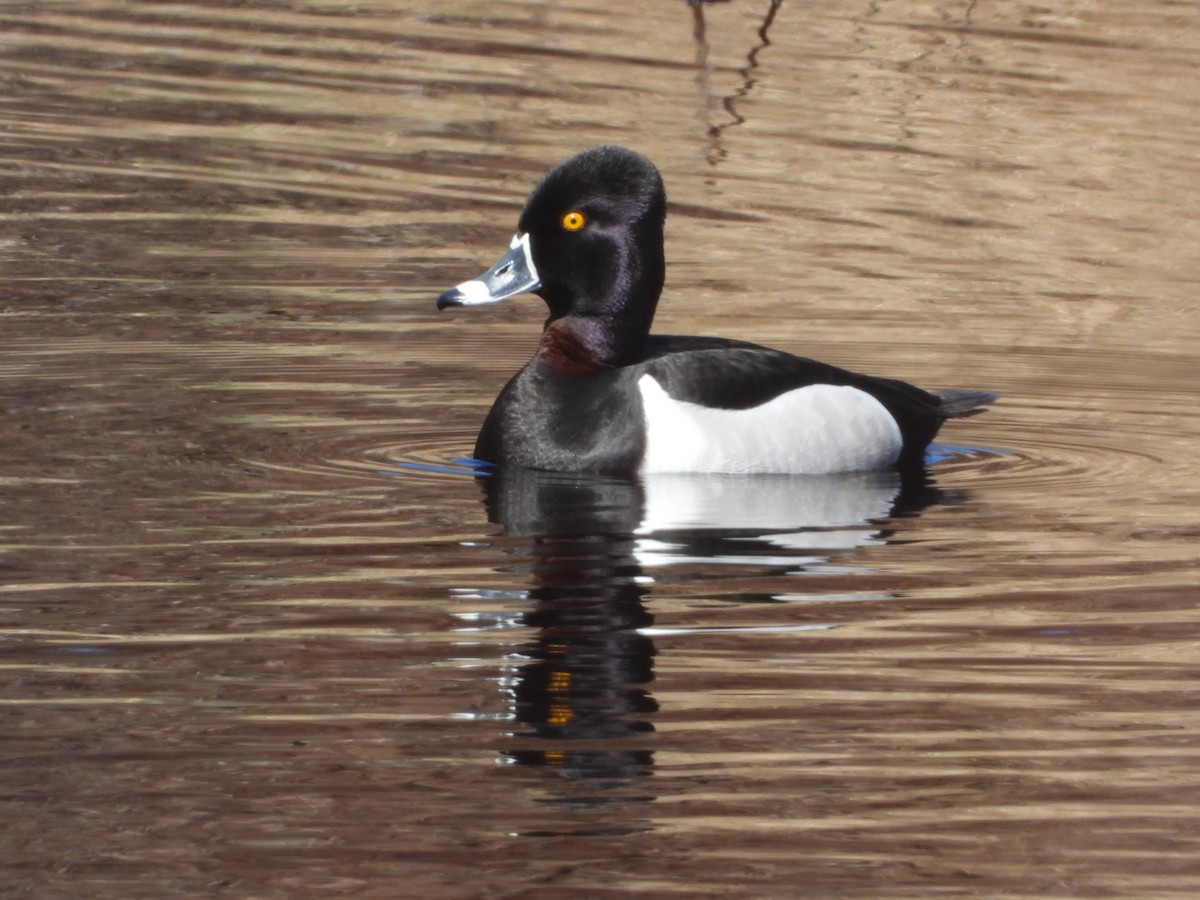 Ring-necked Duck - ML618522989