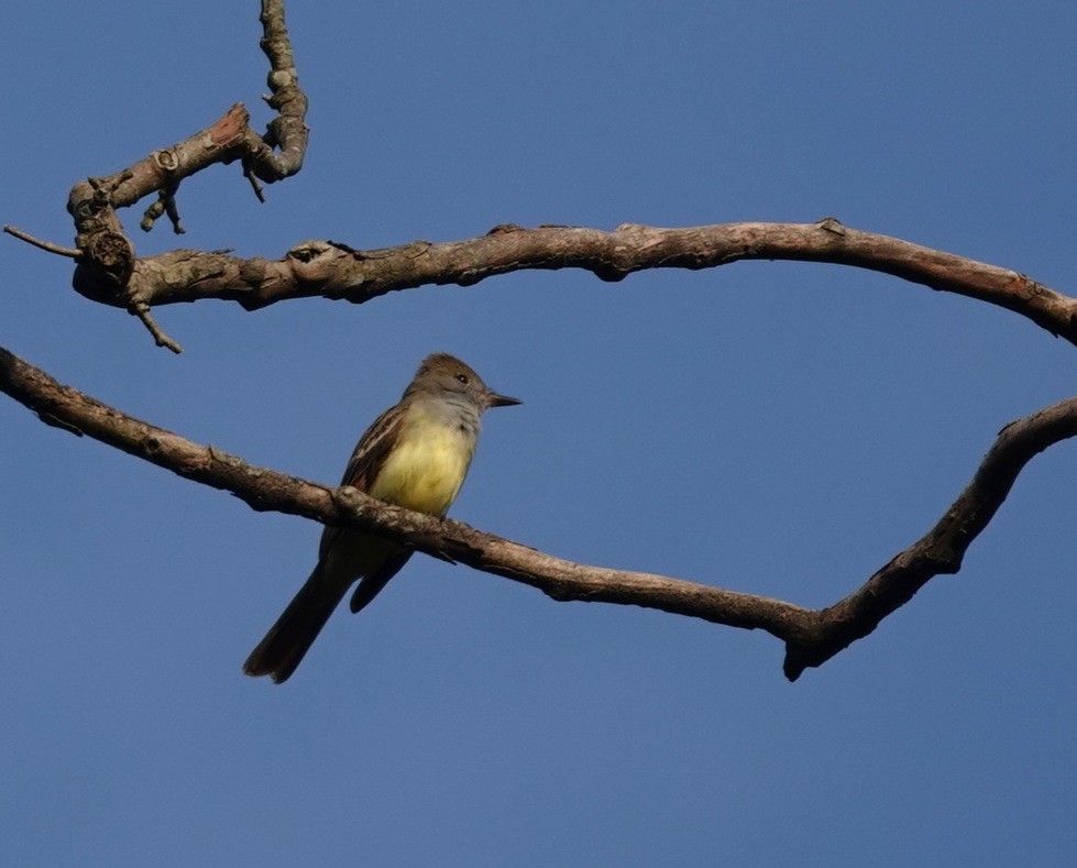 Great Crested Flycatcher - ML618522995