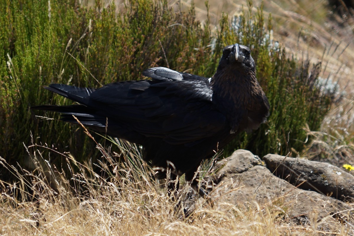 White-necked Raven - ML618522999
