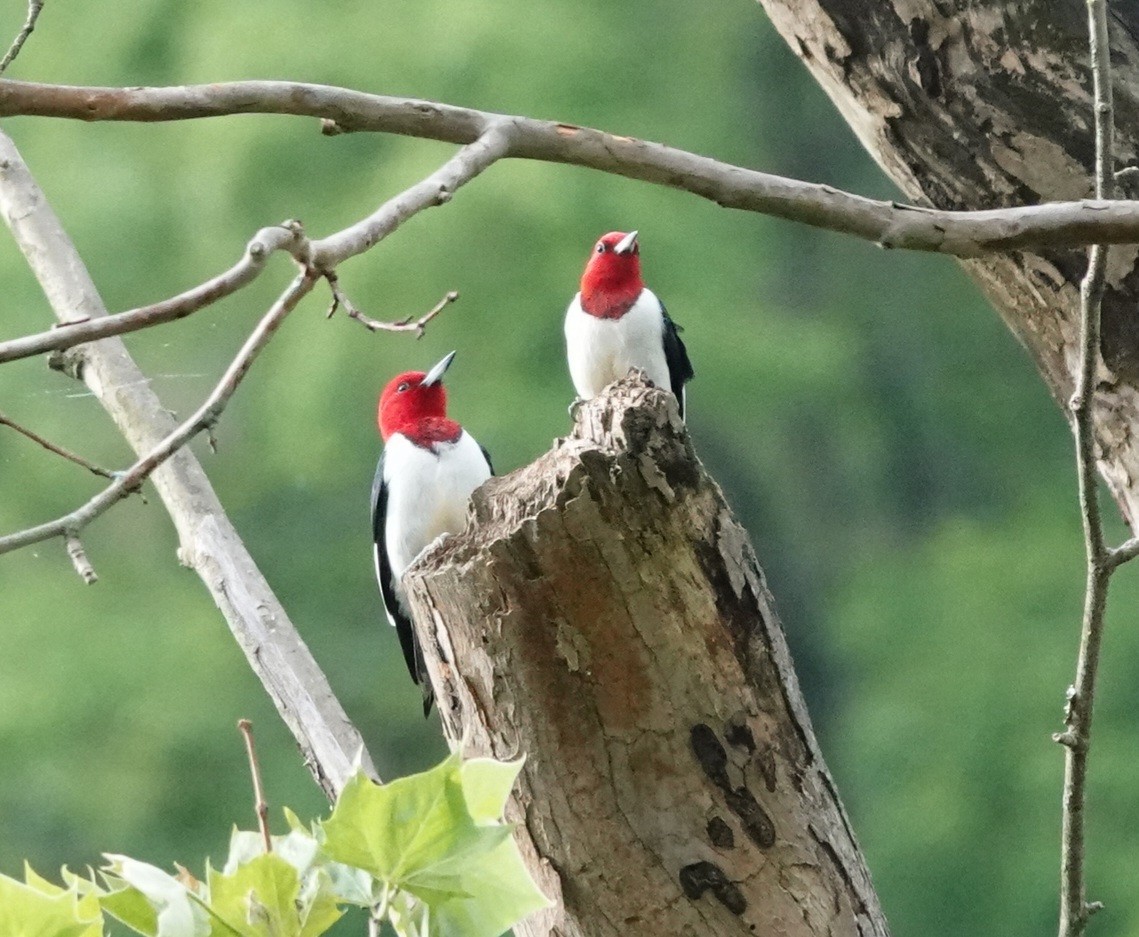 Red-headed Woodpecker - ML618523022
