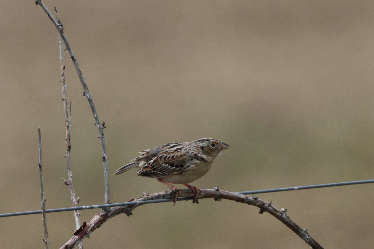 Grasshopper Sparrow - ML618523045