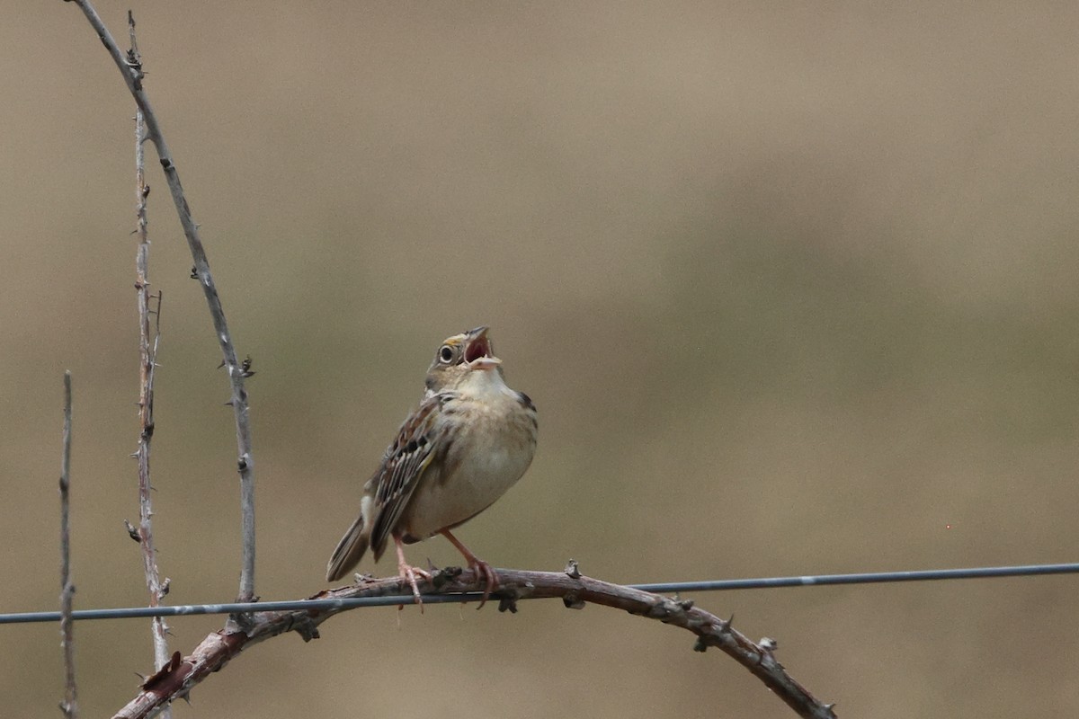 Grasshopper Sparrow - ML618523048
