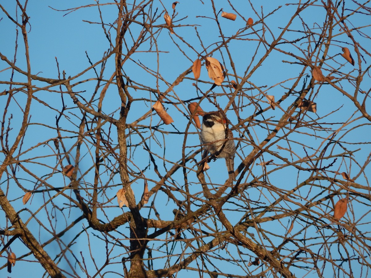 White-eared Puffbird - ML618523069